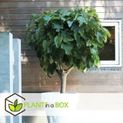 Set De 2 Ficus Carica - Pot ⌀9cm - H.25-40cm (hauteur Pot Incluse) 12 Set De 2 Ficus Carica - Pot ⌀9cm - H.25-40cm (hauteur Pot Incluse) -Seve Nature Soldes Boutique 64233258b421e6.98737418