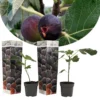 Set De 2 Ficus Carica - Pot ⌀9cm - H.25-40cm (hauteur Pot Incluse) 1 Set De 2 Ficus Carica - Pot ⌀9cm - H.25-40cm (hauteur Pot Incluse) -Seve Nature Soldes Boutique 64233258b9af16.17675427