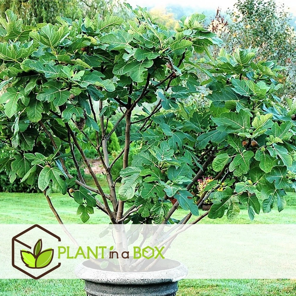 Set De 2 Ficus Carica - Pot ⌀9cm - H.25-40cm (hauteur Pot Incluse) 4 Set De 2 Ficus Carica - Pot ⌀9cm - H.25-40cm (hauteur Pot Incluse) – Image 2