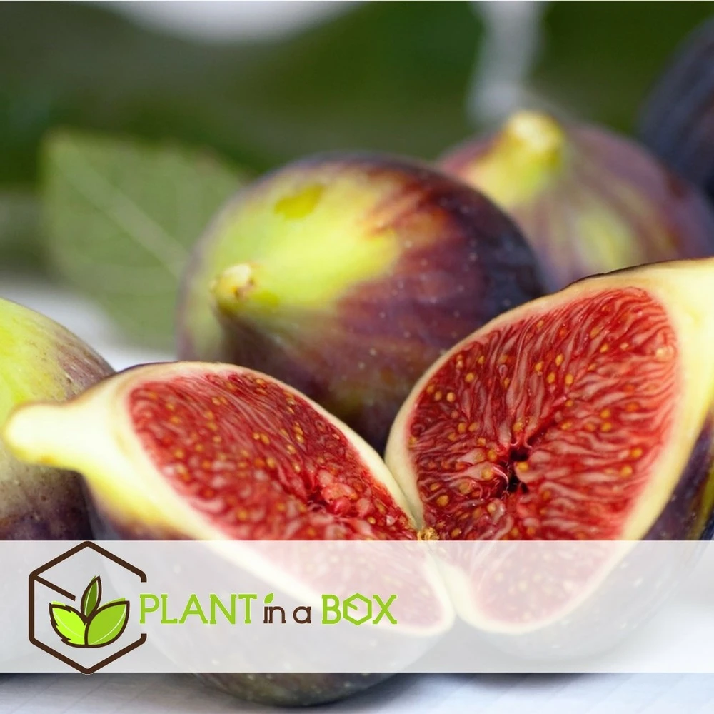 Set De 2 Ficus Carica - Pot ⌀9cm - H.25-40cm (hauteur Pot Incluse) 9 Set De 2 Ficus Carica - Pot ⌀9cm - H.25-40cm (hauteur Pot Incluse) – Image 7