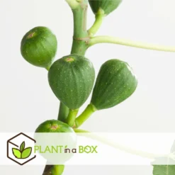 Set De 2 Ficus Carica - Pot ⌀9cm - H.25-40cm (hauteur Pot Incluse) 14 Set De 2 Ficus Carica - Pot ⌀9cm - H.25-40cm (hauteur Pot Incluse) -Seve Nature Soldes Boutique 64233258cfd275.04452141