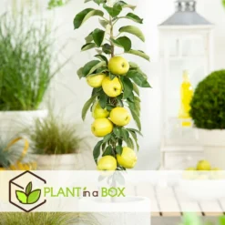 Set De 3 Pommiers - Pot ⌀9cm - H.60-70cm (hauteur Pot Incluse) 12 Set De 3 Pommiers - Pot ⌀9cm - H.60-70cm (hauteur Pot Incluse) -Seve Nature Soldes Boutique 642332687e7c20.05894686