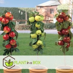 Set De 3 Pommiers - Pot ⌀9cm - H.60-70cm (hauteur Pot Incluse) 11 Set De 3 Pommiers - Pot ⌀9cm - H.60-70cm (hauteur Pot Incluse) -Seve Nature Soldes Boutique 642332688c9973.24149843