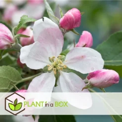 Set De 3 Pommiers - Pot ⌀9cm - H.60-70cm (hauteur Pot Incluse) 14 Set De 3 Pommiers - Pot ⌀9cm - H.60-70cm (hauteur Pot Incluse) -Seve Nature Soldes Boutique 6423326890bc71.46991350