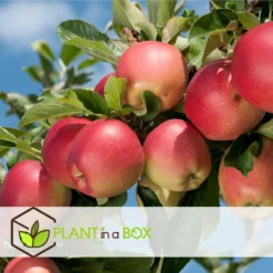 Set De 3 Pommiers - Pot ⌀9cm - H.60-70cm (hauteur Pot Incluse) 13 Set De 3 Pommiers - Pot ⌀9cm - H.60-70cm (hauteur Pot Incluse) -Seve Nature Soldes Boutique 642332689513f1.48220910