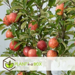 Set De 3 Pommiers - Pot ⌀9cm - H.60-70cm (hauteur Pot Incluse) 15 Set De 3 Pommiers - Pot ⌀9cm - H.60-70cm (hauteur Pot Incluse) -Seve Nature Soldes Boutique 642332689d8f40.55591918