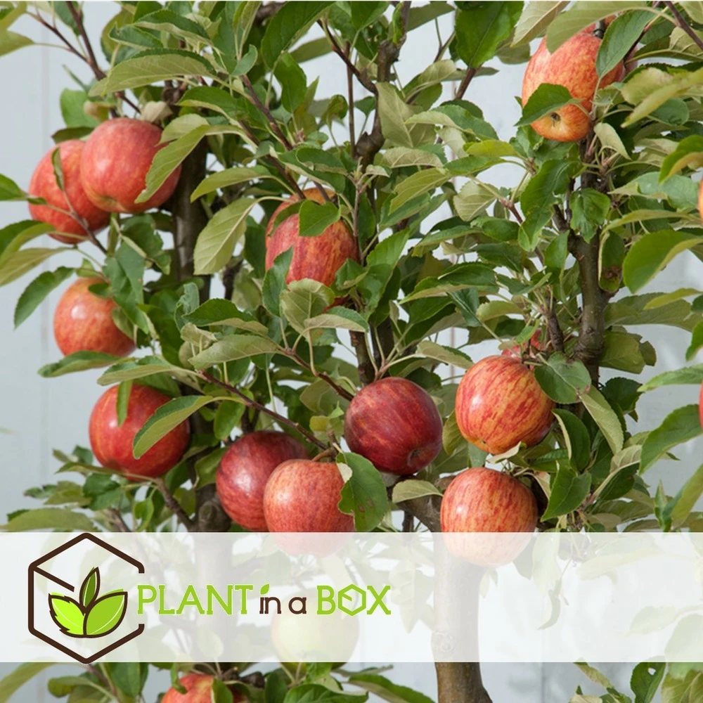 Set De 3 Pommiers - Pot ⌀9cm - H.60-70cm (hauteur Pot Incluse) 9 Set De 3 Pommiers - Pot ⌀9cm - H.60-70cm (hauteur Pot Incluse) – Image 7