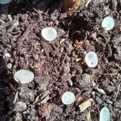 Nématodes Mouches Des Terreaux En Micro-capsules Par 200 9 Nématodes Mouches Des Terreaux En Micro-capsules Par 200 -Seve Nature Soldes Boutique 644181f5d4dc33.09973681