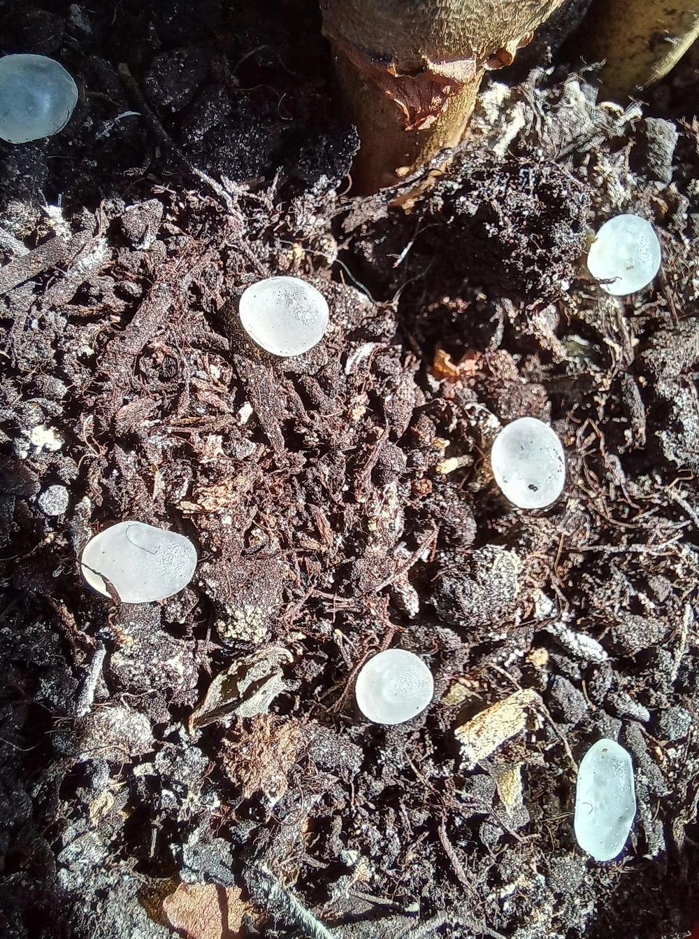 Nématodes Mouches Des Terreaux En Micro-capsules Par 200 6 Nématodes Mouches Des Terreaux En Micro-capsules Par 200 – Image 4