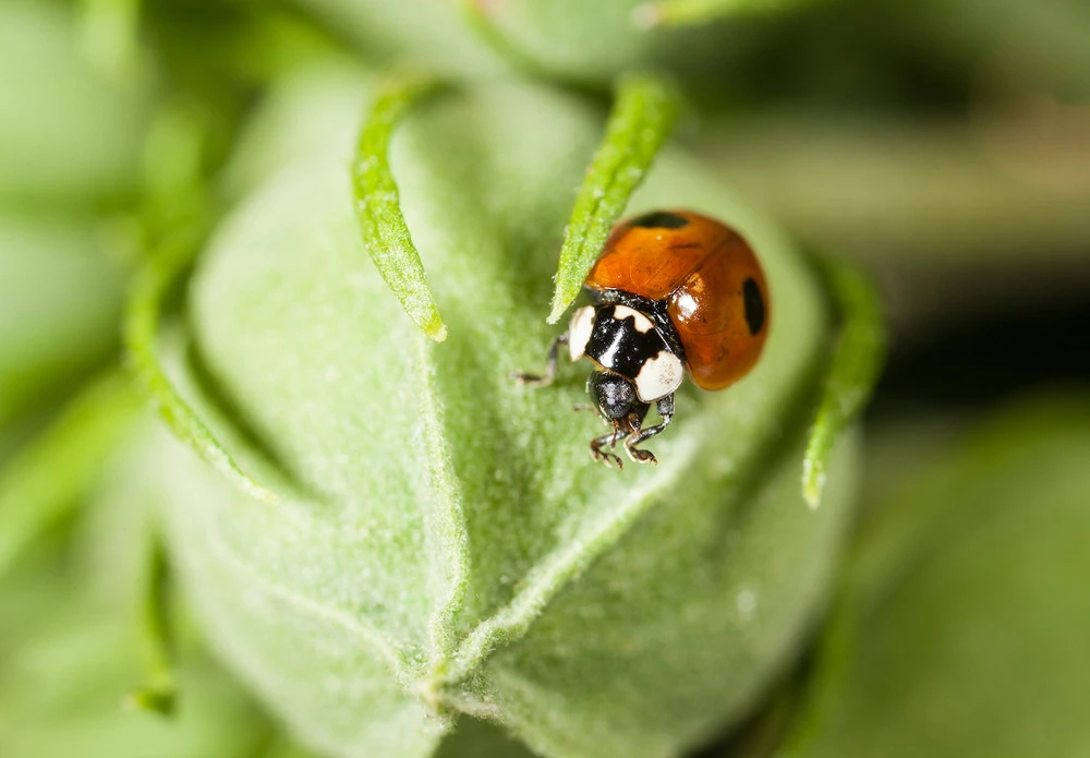 350 Larves Coccinelles Anti-pucerons - Coccifly 5 350 Larves Coccinelles Anti-pucerons - Coccifly – Image 3