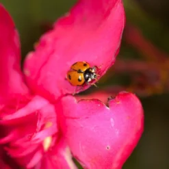 250 Larves Coccinelles Anti-puceron - Coccilaure 7 250 Larves Coccinelles Anti-puceron - Coccilaure -Seve Nature Soldes Boutique 644c0d81a15936.77407627