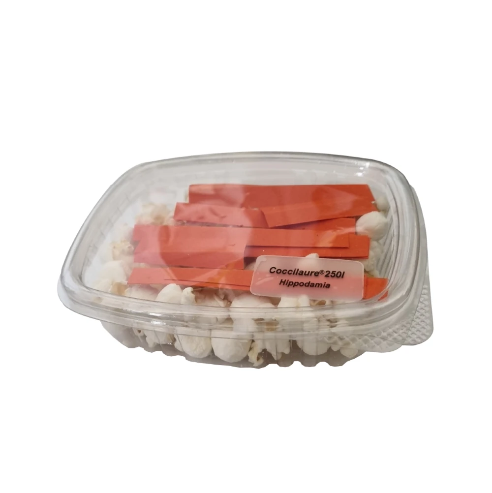 250 Larves Coccinelles Anti-puceron - Coccilaure 3 250 Larves Coccinelles Anti-puceron - Coccilaure