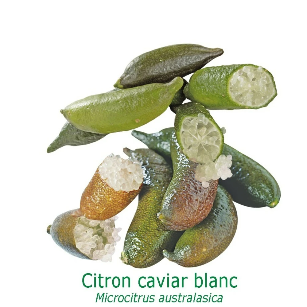 Citronnier Faustrime, Ou Citron Caviar Blanc Tailles:pot Carré De 5 Litres, Hauteur 40/60 Cm 3 Citronnier Faustrime, Ou Citron Caviar Blanc Tailles:pot Carré De 5 Litres, Hauteur 40/60 Cm