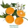 Mandarinier | Citrus Deliciosa Tailles:pot De 9 Litres, Hauteur 80/100 Cm 2 Mandarinier | Citrus Deliciosa Tailles:pot De 9 Litres, Hauteur 80/100 Cm -Seve Nature Soldes Boutique 645103662101e8.81899150