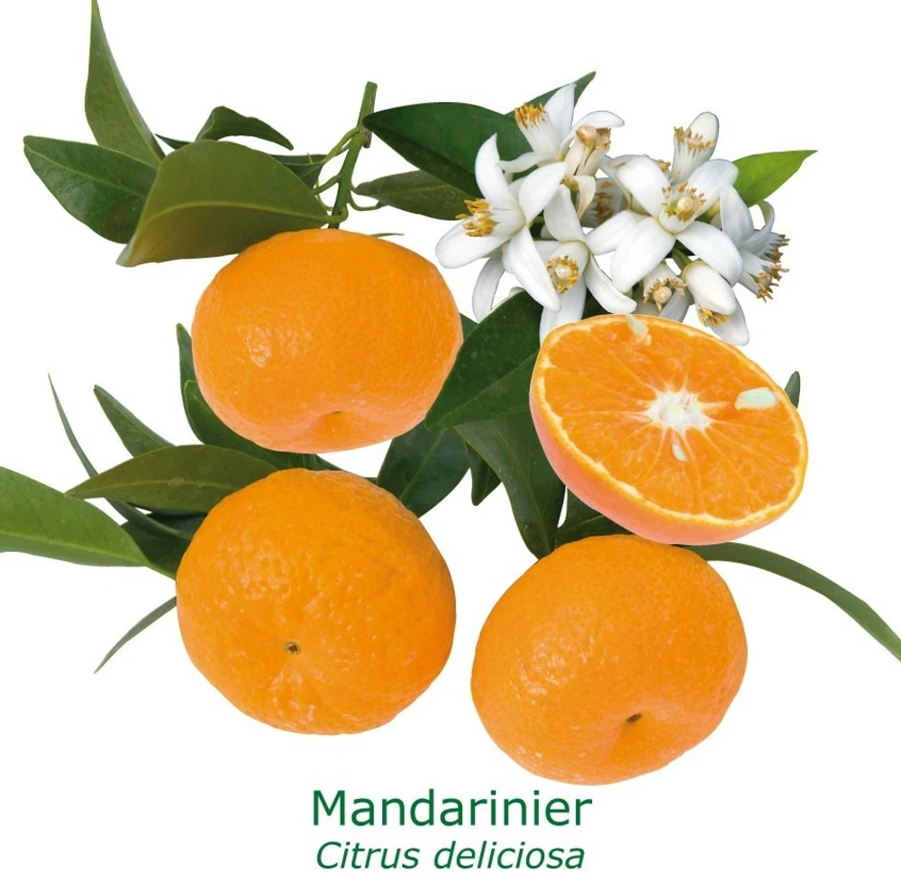 Mandarinier | Citrus Deliciosa Tailles:pot De 9 Litres, Hauteur 80/100 Cm 3 Mandarinier | Citrus Deliciosa Tailles:pot De 9 Litres, Hauteur 80/100 Cm