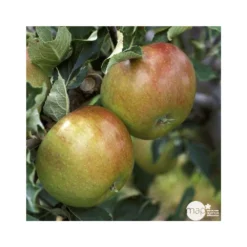 Pommier Cox Orange Pippin : Demi Tige Ctr 15 Litres 8 Pommier Cox Orange Pippin : Demi Tige Ctr 15 Litres -Seve Nature Soldes Boutique 64580 004