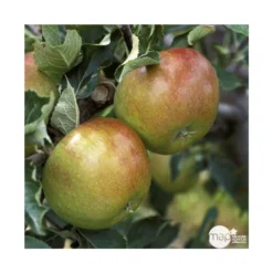 Pommier Cox Orange Pippin : Gobelet 3 Ans D'âg Ctr 12 Litres 9 Pommier Cox Orange Pippin : Gobelet 3 Ans D'âg Ctr 12 Litres -Seve Nature Soldes Boutique 64581 005