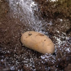 Solabiol Sorecpin | Recharge Pour Le Piège à Processionnaire Du Pin | Utilisabl 5 Solabiol Sorecpin | Recharge Pour Le Piège à Processionnaire Du Pin | Utilisabl -Seve Nature Soldes Boutique 64627a560e63a3.22361098