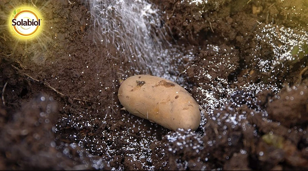 Solabiol Sorecpin | Recharge Pour Le Piège à Processionnaire Du Pin | Utilisabl 4 Solabiol Sorecpin | Recharge Pour Le Piège à Processionnaire Du Pin | Utilisabl – Image 2