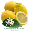 Citronnier Des 4 Saisons "citrus Limon" Tailles:pot De 9 Litres, Hauteur 80/100 Cm 2 Citronnier Des 4 Saisons "citrus Limon" Tailles:pot De 9 Litres, Hauteur 80/100 Cm -Seve Nature Soldes Boutique 6478cb740013f3.50754503