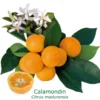 Calamondin "citrus Madurensis" Tailles:pot Rond De 5 Litres, Hauteur 60/80 Cm 2 Calamondin "citrus Madurensis" Tailles:pot Rond De 5 Litres, Hauteur 60/80 Cm -Seve Nature Soldes Boutique 6478cb7848aad5.06206516