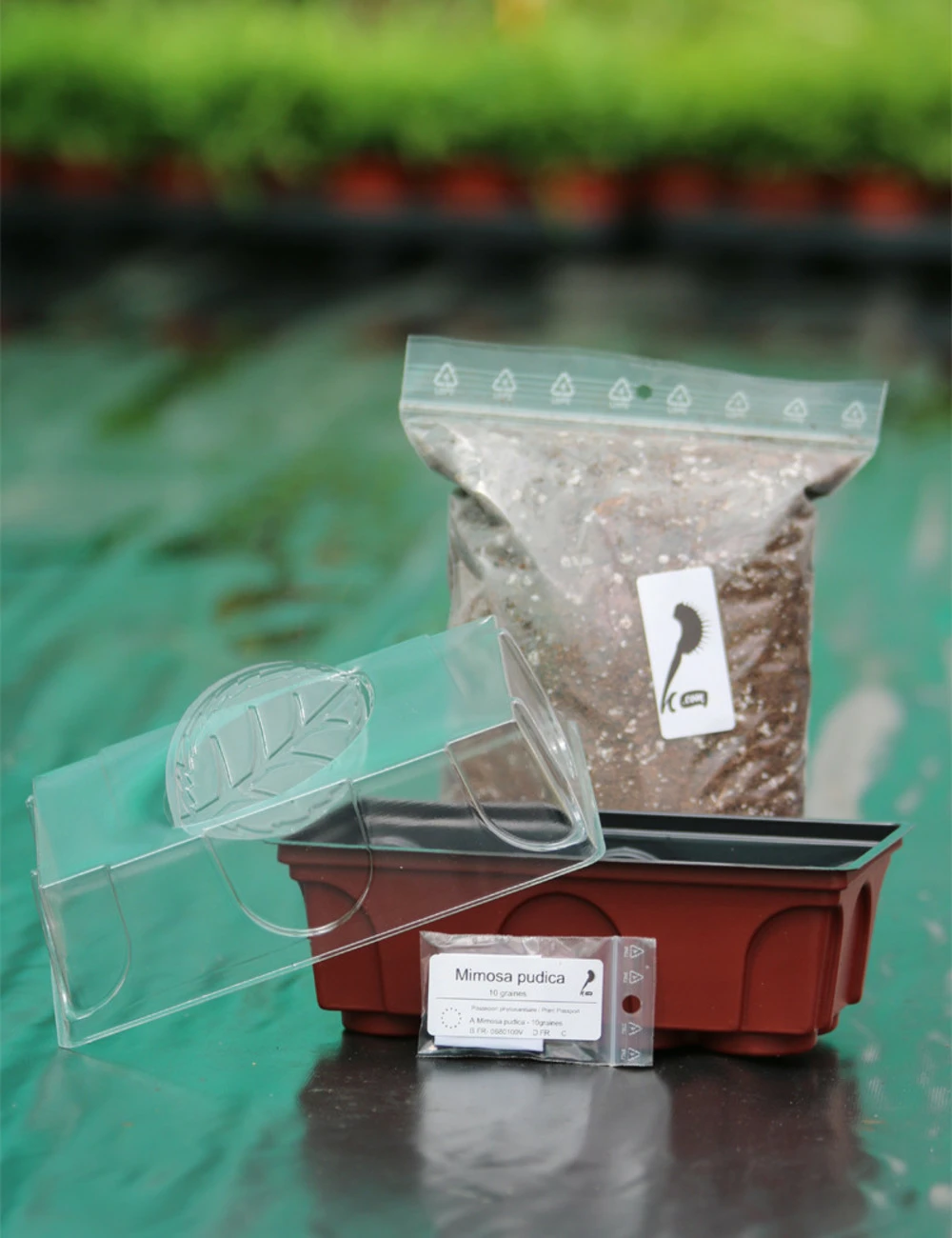 Kit Semis Mimosa Pudica - Découverte - 3 Kit Semis Mimosa Pudica - Découverte -