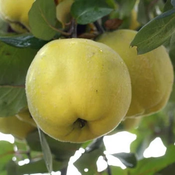 Cognassier Champion : Gobelet 3 Ans D'âge 3 Cognassier Champion : Gobelet 3 Ans D'âge