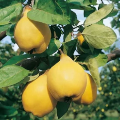 Cognassier Champion : Gobelet 3 Ans D'âge 9 Cognassier Champion : Gobelet 3 Ans D'âge -Seve Nature Soldes Boutique 6532 004