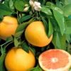 Pomelo : Pot 45 Litres 1 Pomelo : Pot 45 Litres -Seve Nature Soldes Boutique 662224 1657852