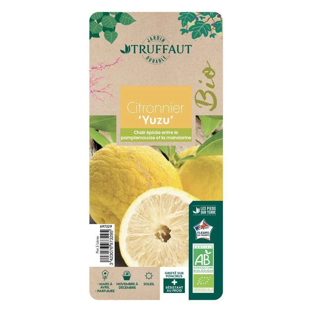 Yuzu AB: Pot 3L, Greffe 3 Yuzu AB: Pot 3L, Greffe