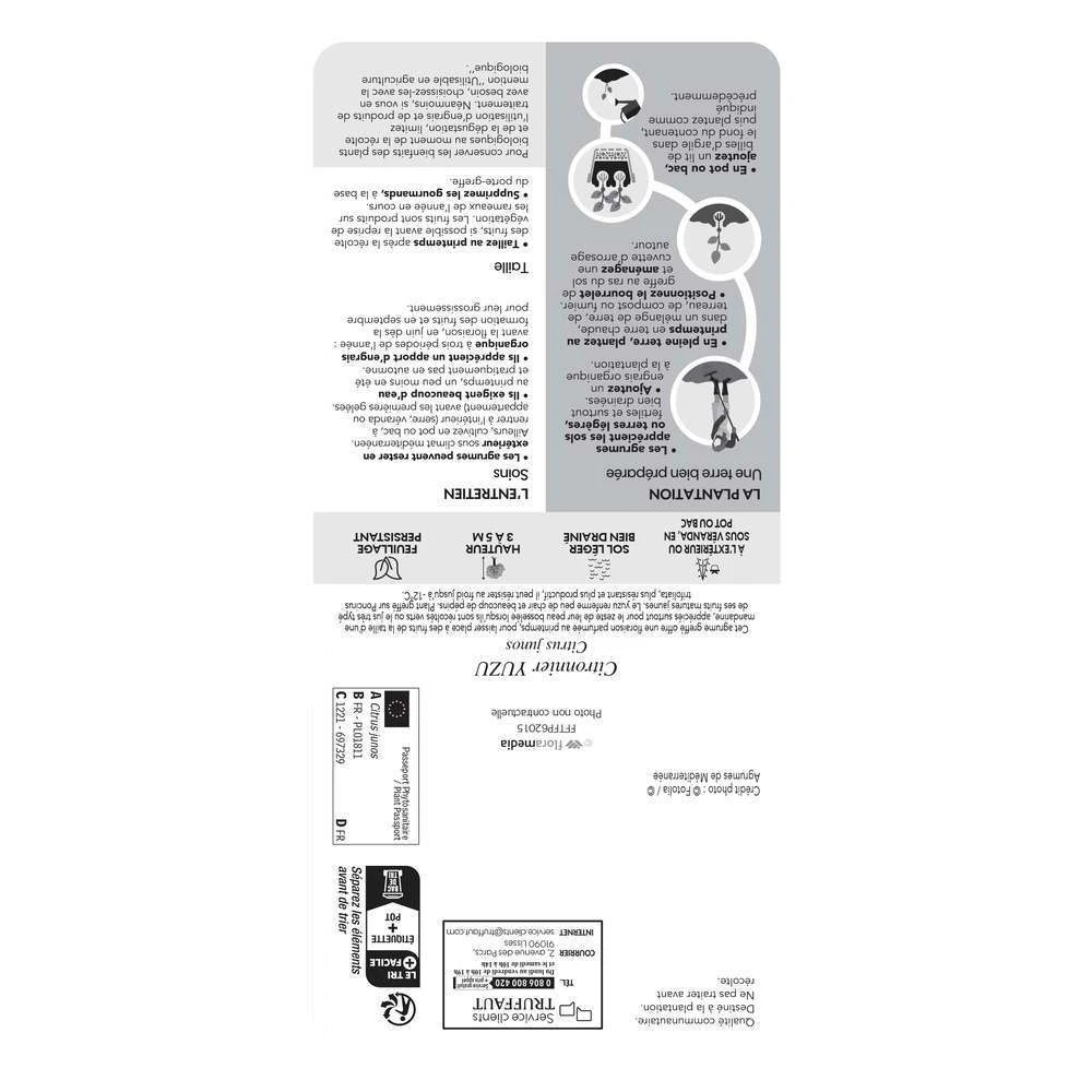 Yuzu AB: Pot 3L, Greffe 4 Yuzu AB: Pot 3L, Greffe â Image 2