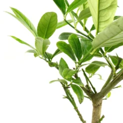 Cedratier 'ethrog' : AB, C3L 9 Cedratier 'ethrog' : AB, C3L -Seve Nature Soldes Boutique 697335 004