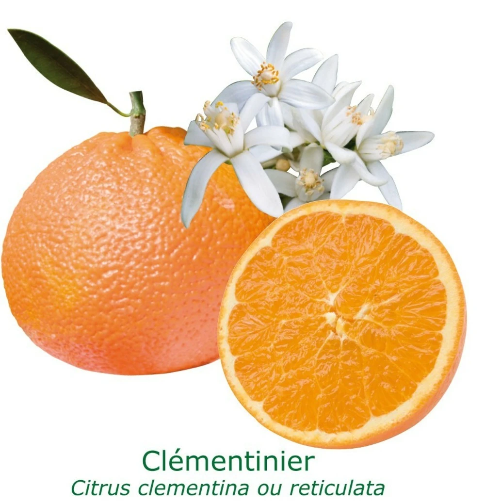 Clementinier Bio Tailles:pot De 3 Litres, Hauteur 30/40 Cm 3 Clementinier Bio Tailles:pot De 3 Litres, Hauteur 30/40 Cm