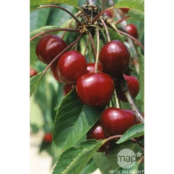 Cerisier Bigarreau Van : Gobelet 3 Ans D'âge Ctr 12 Litres -Seve Nature Soldes Boutique 71295 003