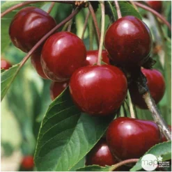 Cerisier Bigarreau Van : Demi Tige 2 Ans D'âge Ctr 15 Litres 7 Cerisier Bigarreau Van : Demi Tige 2 Ans D'âge Ctr 15 Litres -Seve Nature Soldes Boutique 71296 004