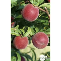 Pêcher à Chair Jaune JH Hale : Demi Tige 6/8 Cm 2 Ans D'âge Ctr 12L 8 Pêcher à Chair Jaune JH Hale : Demi Tige 6/8 Cm 2 Ans D'âge Ctr 12L -Seve Nature Soldes Boutique 71318 002