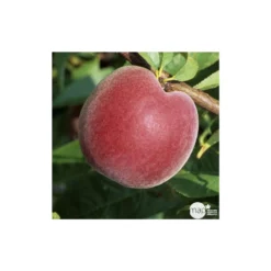 Pêcher à Chair Jaune JH Hale : Demi Tige 6/8 Cm 2 Ans D'âge Ctr 12L 9 Pêcher à Chair Jaune JH Hale : Demi Tige 6/8 Cm 2 Ans D'âge Ctr 12L -Seve Nature Soldes Boutique 71318 003