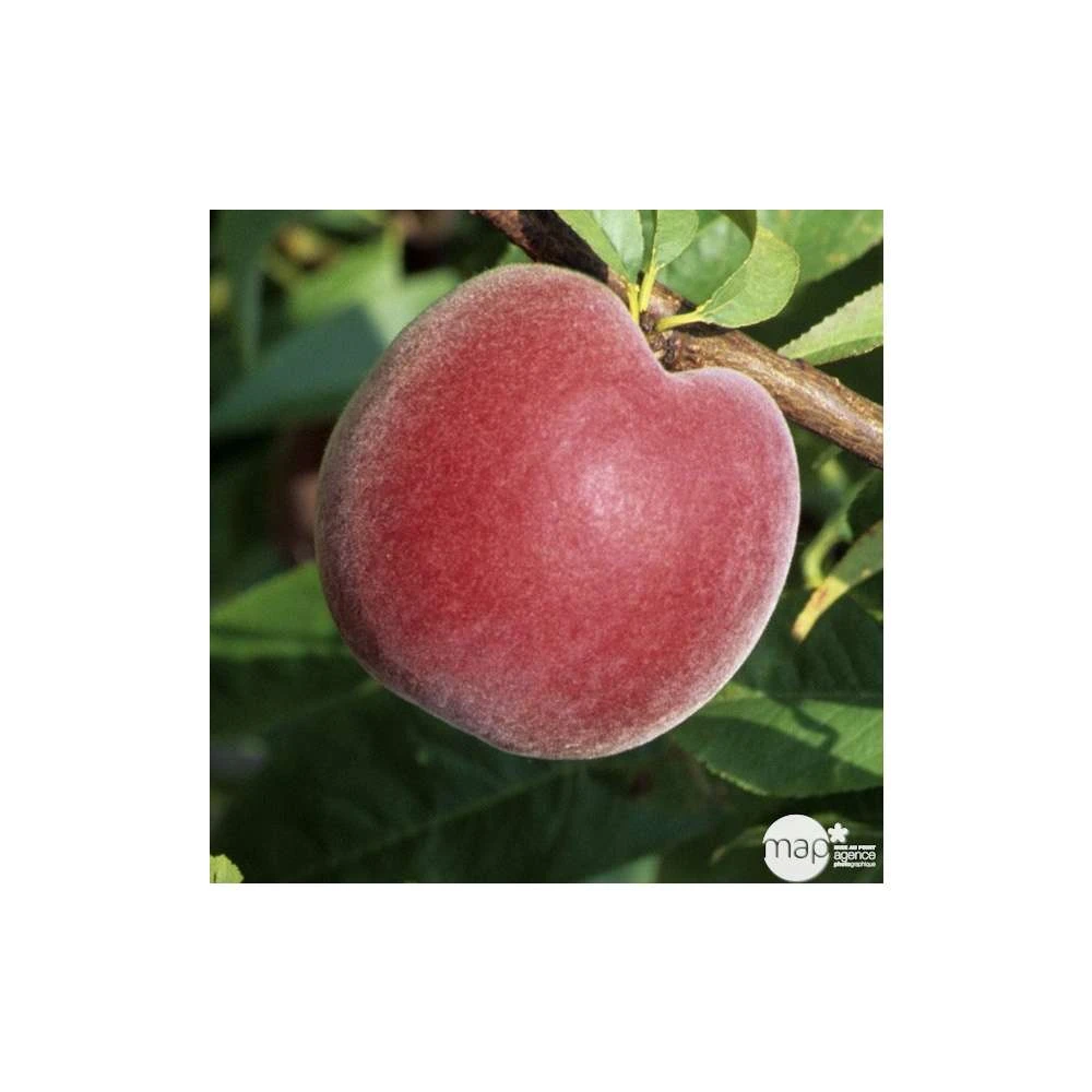 Pêcher à Chair Jaune JH Hale : Demi Tige 6/8 Cm 2 Ans D'âge Ctr 12L 6 Pêcher à Chair Jaune JH Hale : Demi Tige 6/8 Cm 2 Ans D'âge Ctr 12L – Image 4