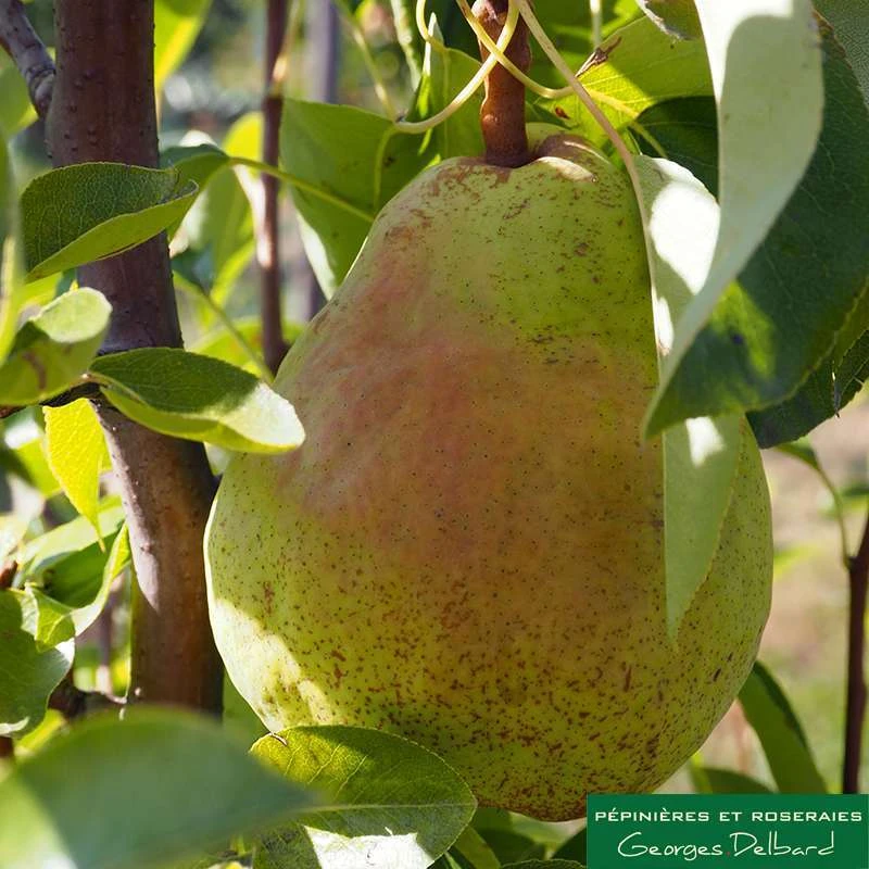 Poirier Colonnaire Londres® 3 Poirier Colonnaire Londres®