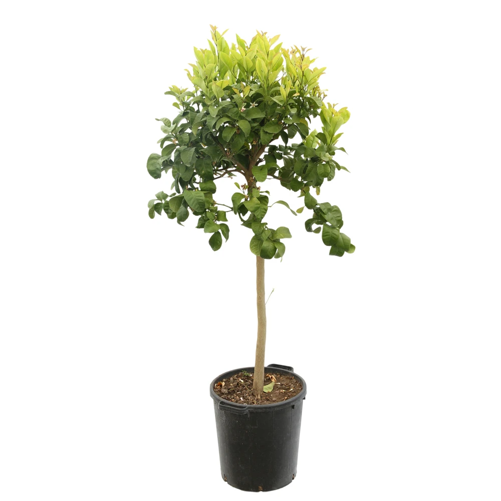 Cédratier H140/160cm : C35L 3 Cédratier H140/160cm : C35L