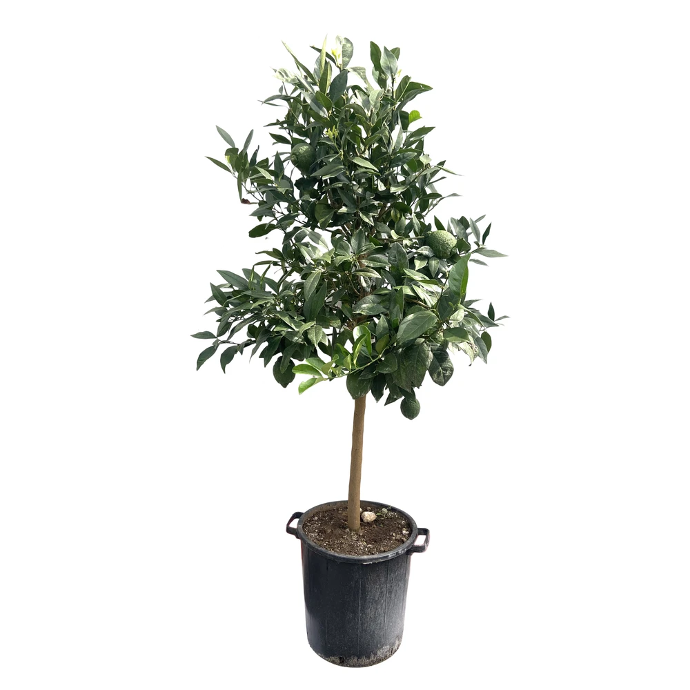 Citronnier Rouge (Osbeck) : H.140/160cm Pot 35L 3 Citronnier Rouge (Osbeck) : H.140/160cm Pot 35L