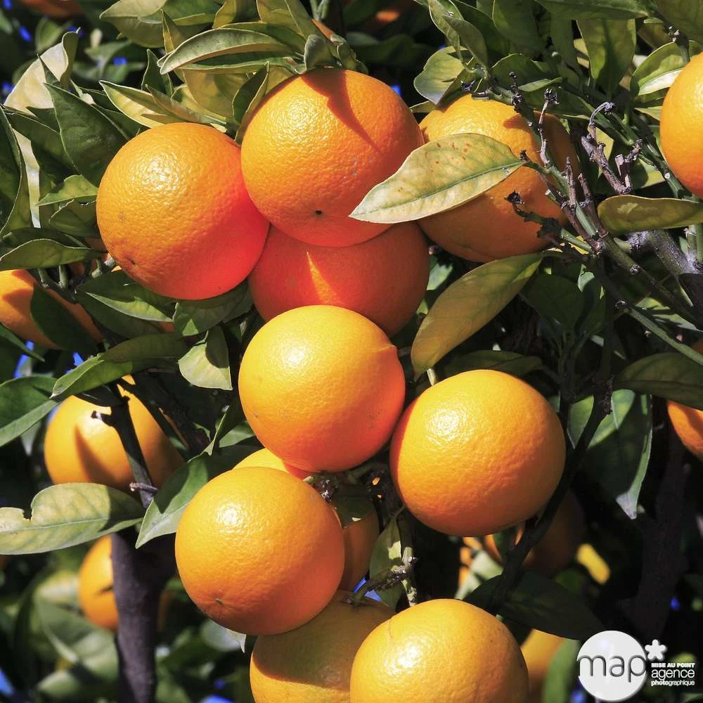 Oranger : H.140/160cm C35L 4 Oranger : H.140/160cm C35L – Image 2