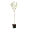 Amandier 'Lauranne'® : 1/2 Tige Pot 15L 1 Amandier 'Lauranne'® : 1/2 Tige Pot 15L -Seve Nature Soldes Boutique 798486 1693486