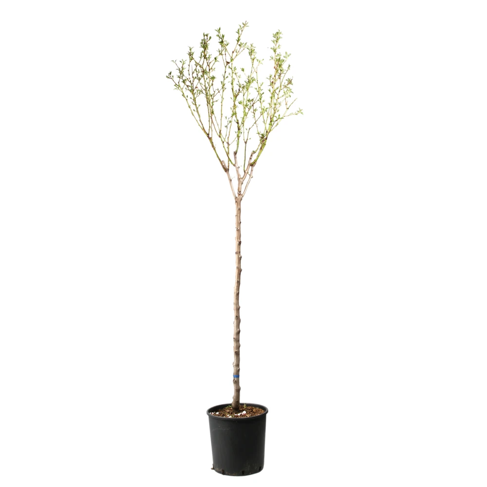 Amandier 'Lauranne'® : 1/2 Tige Pot 15L 3 Amandier 'Lauranne'® : 1/2 Tige Pot 15L