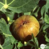 Figuier 'Madeleine Des 2 Saisons':pot 5L 2 Figuier 'Madeleine Des 2 Saisons':pot 5L -Seve Nature Soldes Boutique 831275 001