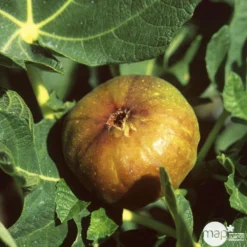 Figuier 'Madeleine Des 2 Saisons':pot 5L