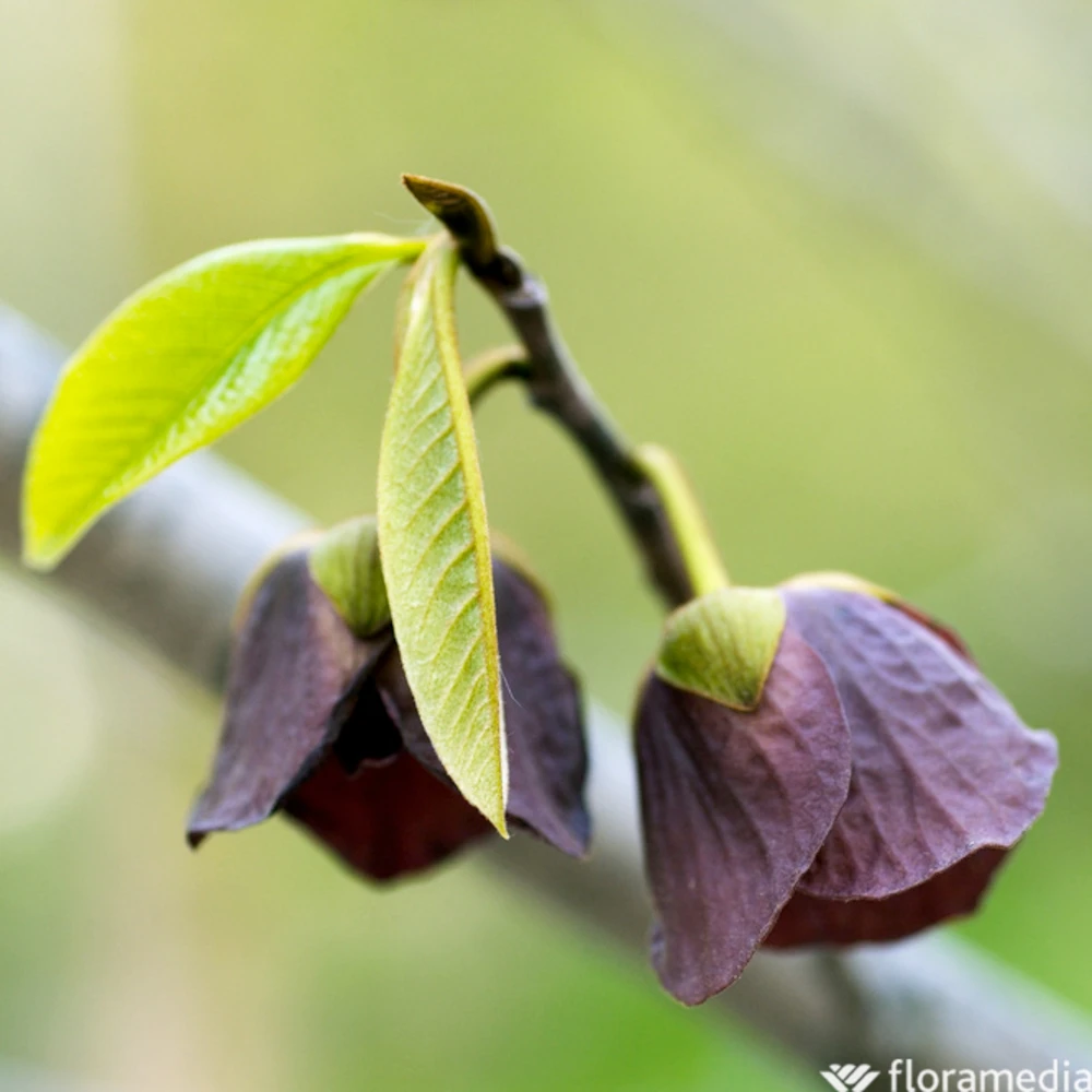 Asiminier Triloba 'Sunflower' Pot 3L 4 Asiminier Triloba 'Sunflower' Pot 3L – Image 2