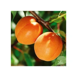 Abricotier Hargrand : Gobelet 3 Ans D'âge Ctr 12 Litres 11 Abricotier Hargrand : Gobelet 3 Ans D'âge Ctr 12 Litres -Seve Nature Soldes Boutique 88699 004