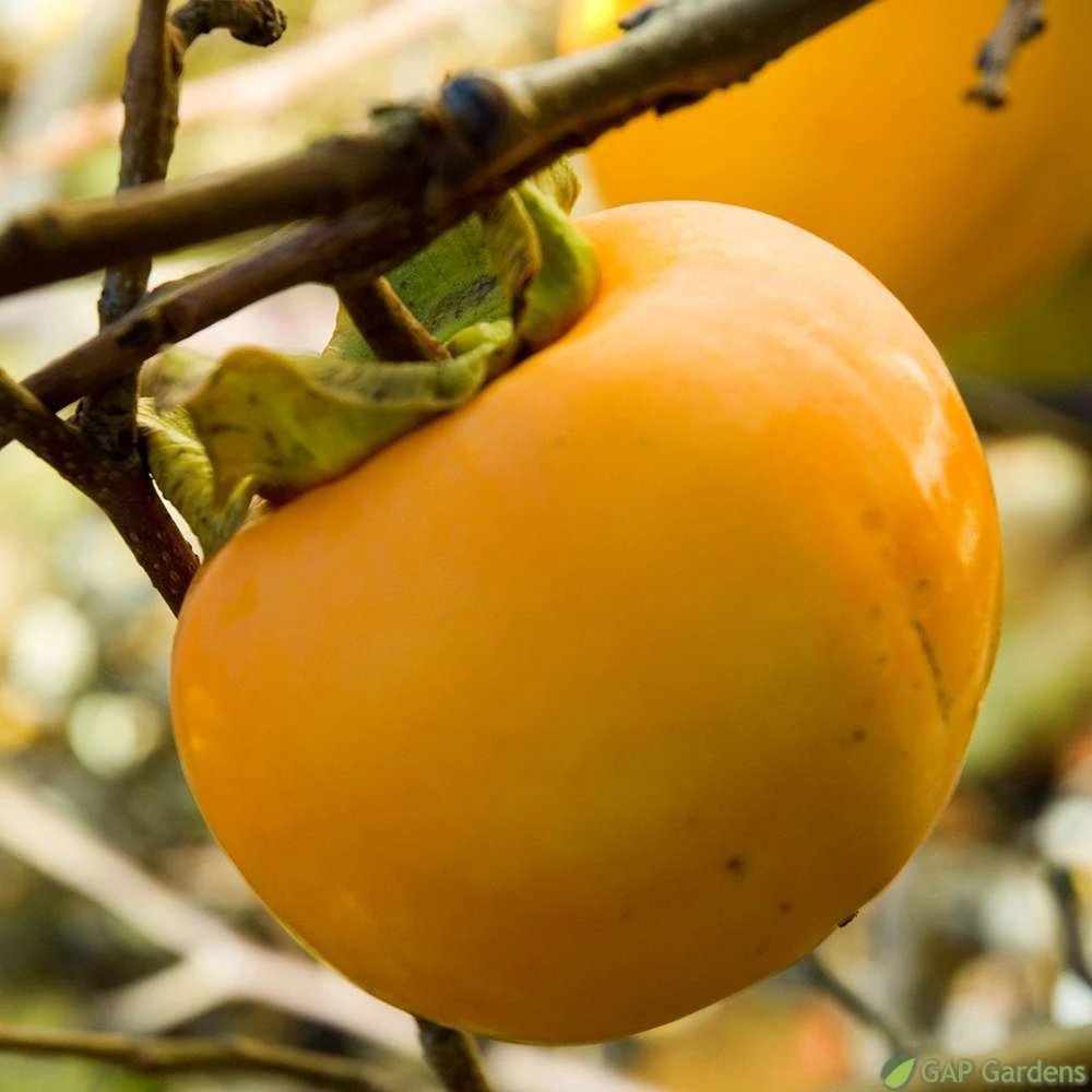 Kaki "Sharon" 1/2T Pot 15L 3 Kaki "Sharon" 1/2T Pot 15L