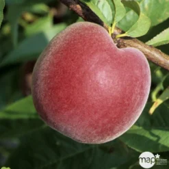 Pêcher à Chair Jaune JH Hale BIO, Gobelet 2 Ans 8 Pêcher à Chair Jaune JH Hale BIO, Gobelet 2 Ans -Seve Nature Soldes Boutique 952757 1774771